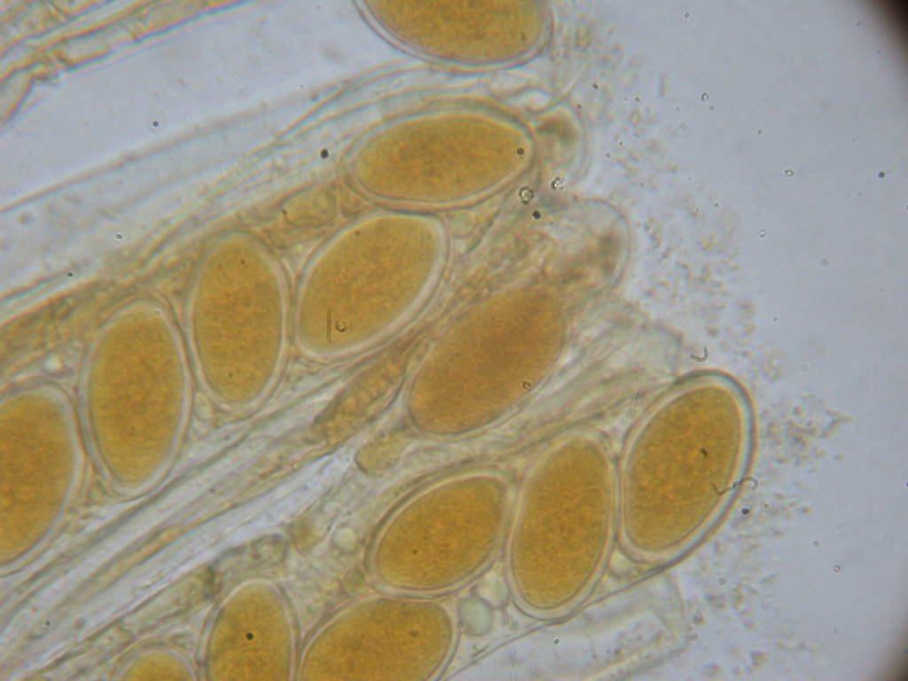 QUIZ per due funghi ... diversi